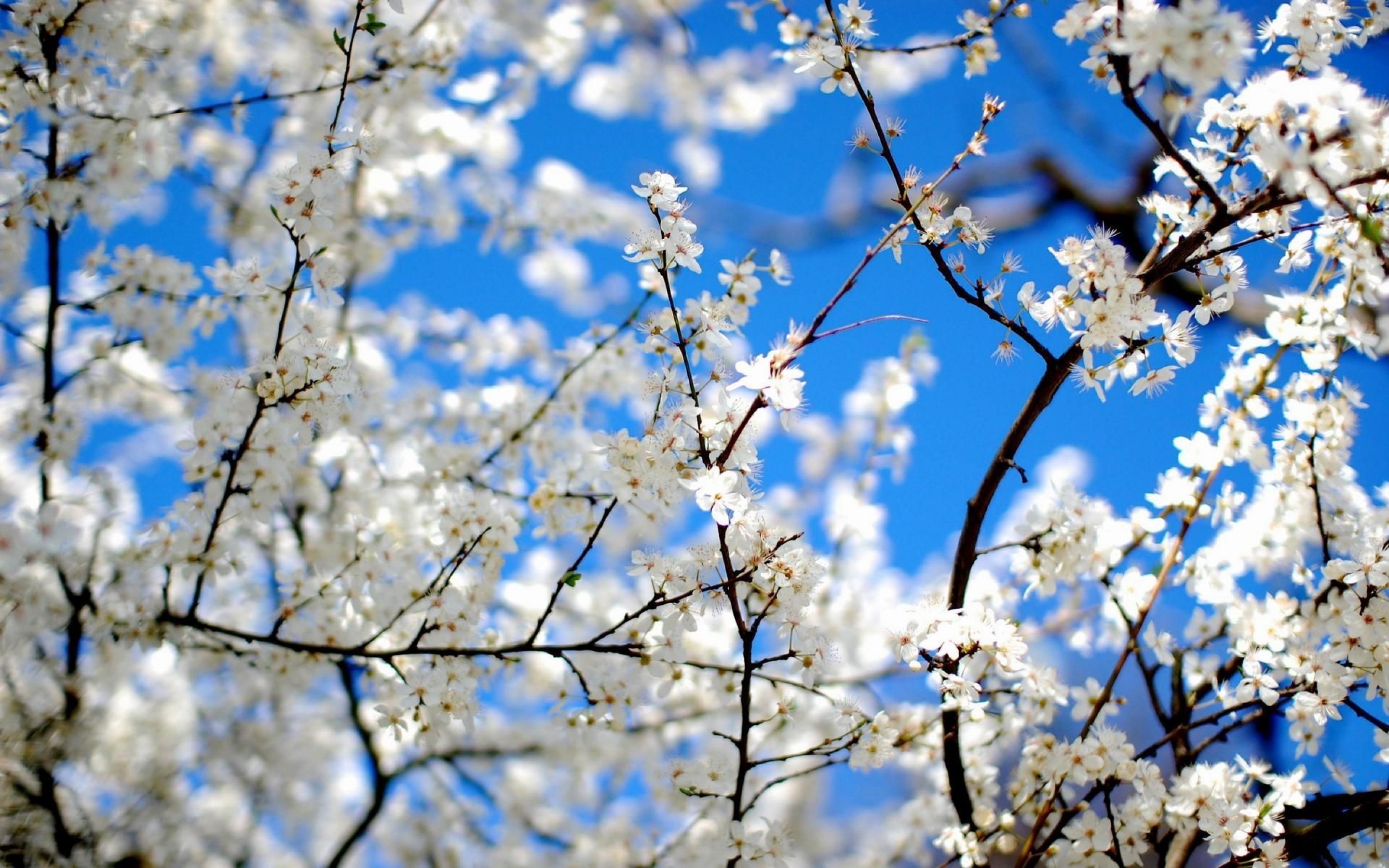 Картинки апрель красивые на телефон. Весенний фон. Природа весной. Цветущие деревья.