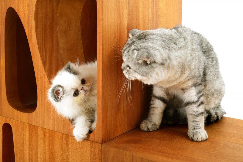   CATable 2.0